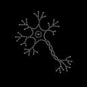 neuron