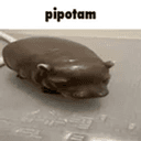 pipotam
