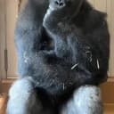 Shabani