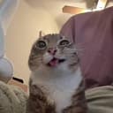 KittyCoin