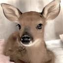 BUCK