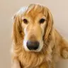 RALPHIE
