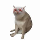 DEADCAT