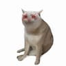 DEADCAT
