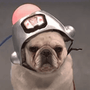 AI4DOGS