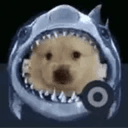 sharkdog