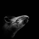 TAPIR