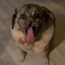 moaca