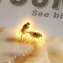 2Flies