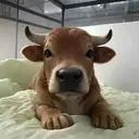 Bully