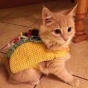 tacocat