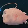 Elonfish