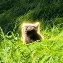 Life