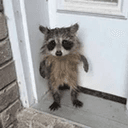 Bub