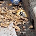 Raccoon