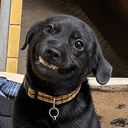 smiledog