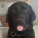 hank