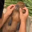 NungMoo
