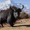 YAK