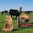 Animals