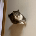 croaw
