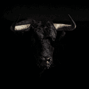 Bull