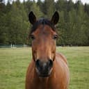 horse