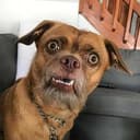SUSPUPPY