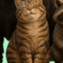 pumpcat