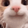 happycat