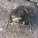 ANGRYBIRD