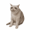 CASH CAT