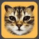 tiktokcat