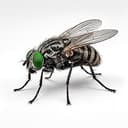 FLY