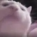 vibecat