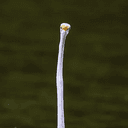 Egret