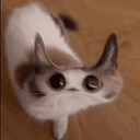Meep
