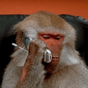 apecall