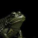 BullFrog