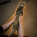 チコ