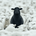 BLACKSHEEP