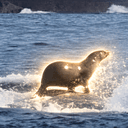 SEAL