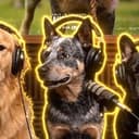 DogPack