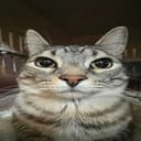 cat coin