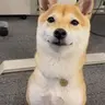 HoodDOG