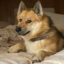 DOGE2