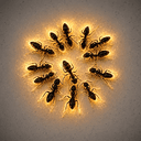 COLONY
