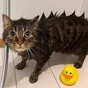 Catzilla