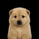 justdog