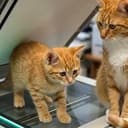 CopyCat